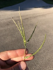 Poaceae