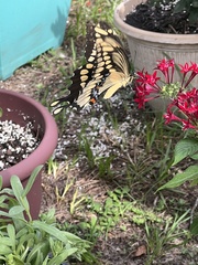 Heraclides cresphontes