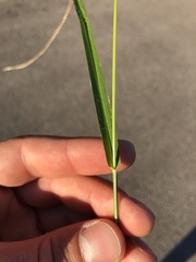 Poaceae