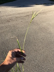 Poaceae