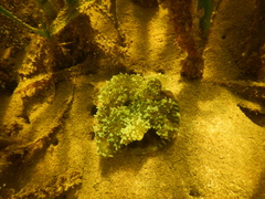 Cassiopea frondosa