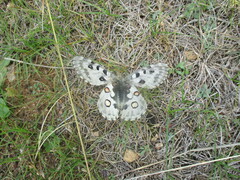 Parnassius nomion