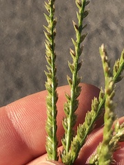 Poaceae