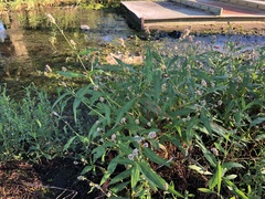 Persicaria maculosa