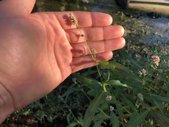Persicaria maculosa