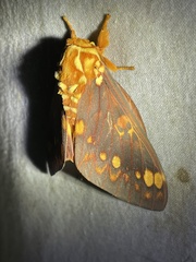 Citheronia bellavista
