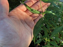 Persicaria maculosa