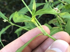 Persicaria maculosa
