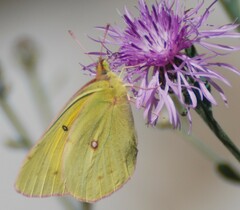 Colias occidentalis
