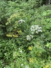 Ligusticum canbyi