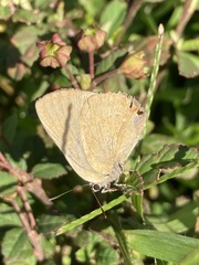 Cyanophrys herodotus