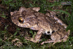 Pristimantis diadematus