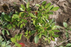 Prunus susquehanae