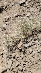 Eriogonum microtheca alpinum