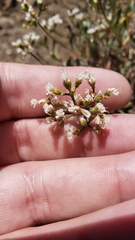 Eriogonum microtheca alpinum