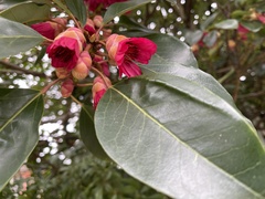 Rhodoleia