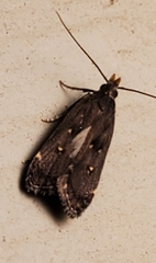 Dichomeris juncidella