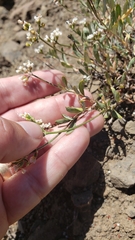 Eriogonum microtheca alpinum
