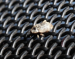 Mitrastethus australiae