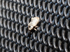 Mitrastethus australiae