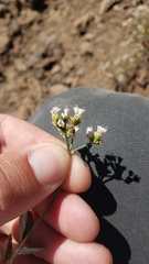 Eriogonum microtheca alpinum