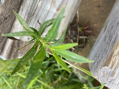 Lysimachia terrestris