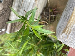 Lysimachia terrestris