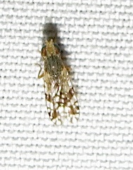Neotephritis