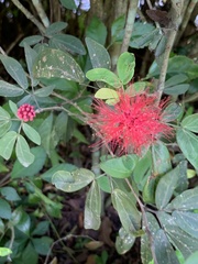 Calliandra tergemina emarginata