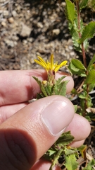 Hazardia whitneyi whitneyi