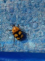 Euphoria fascifera