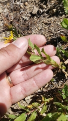 Hazardia whitneyi whitneyi