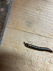 Phengodes laticollis