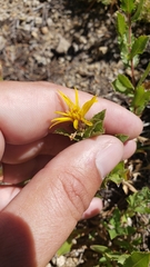 Hazardia whitneyi whitneyi