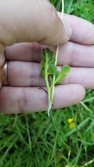 Botrychium simplex compositum