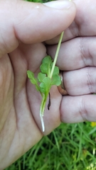 Botrychium simplex compositum