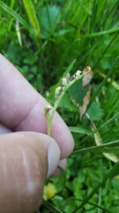 Botrychium simplex compositum