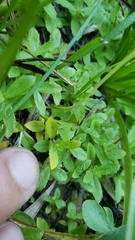 Botrychium simplex compositum