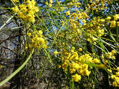 Acacia adunca