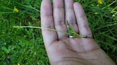 Botrychium simplex compositum