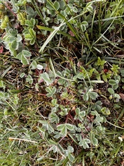 Sibbaldia cuneata, photograph (c) TonyT, some rights reserved (CC BY)