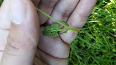 Botrychium simplex compositum