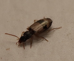 Microlestodes