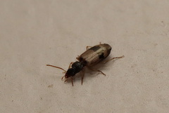 Microlestodes