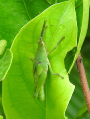 Tagasta marginella