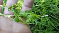 Botrychium simplex compositum