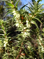 Melichrus urceolatus