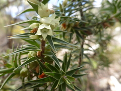 Melichrus urceolatus
