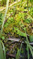 Botrychium simplex compositum