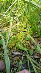 Botrychium simplex compositum